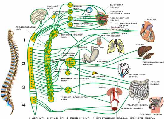 Схема строения вегетативной нервной системы человека 